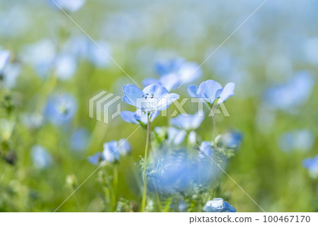 Nemophila 花開得很漂亮 Nemophila 花開得很漂亮 100467170
