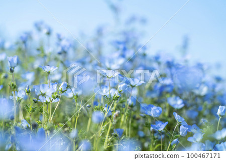 Nemophila 花開得很漂亮 Nemophila 花開得很漂亮 100467171