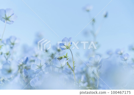 Nemophila 花開得很漂亮 Nemophila 花開得很漂亮 100467175