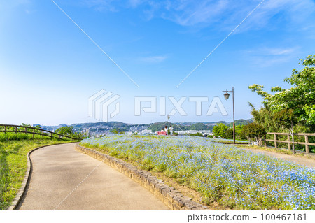 [神奈川縣] Kurihama Flower Country 盛開的 Nemophila 100467181