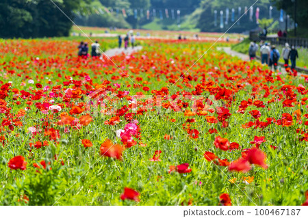 [神奈川縣]久里濱花之鄉的罌粟盛開 100467187