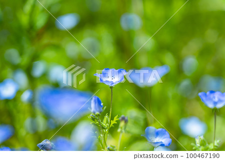 Nemophila flowers blooming pretty Nemophila flowers blooming pretty 100467190