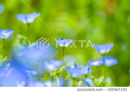 Nemophila 花開得很漂亮 100467193
