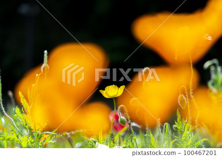 lovely poppy flowers 100467201