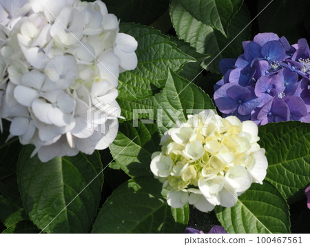 hydrangea   100467561
