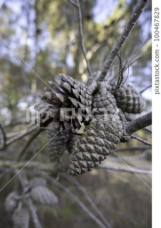 Dried pine cones Dried pine cones 100467829