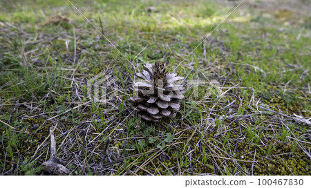 Dried pine cones Dried pine cones 100467830