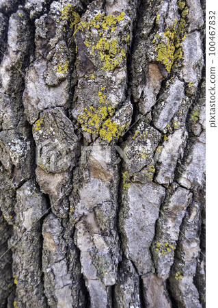 Tree bark background Tree bark background 100467832
