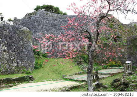 World Heritage Nakagusuku Castle Ruins Kanhizakura in full bloom 100468213