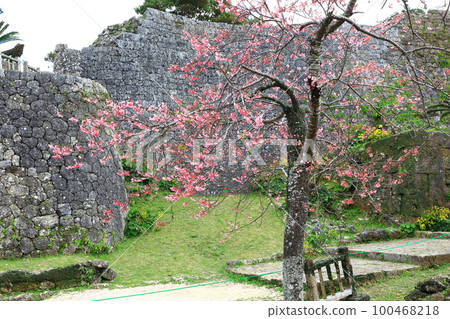 世界遺產 中城城跡 寒緋櫻盛開 世界遺產 中城城跡 寒緋櫻盛開 100468218