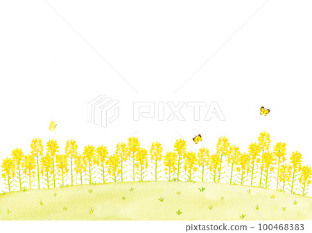Rape field watercolor illustration 100468383