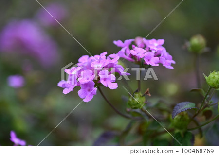 Lantana (Trailing lantana) 100468769