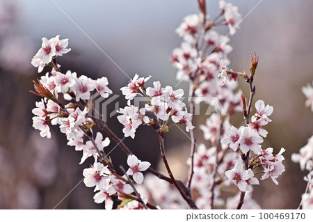 almond flower 100469170