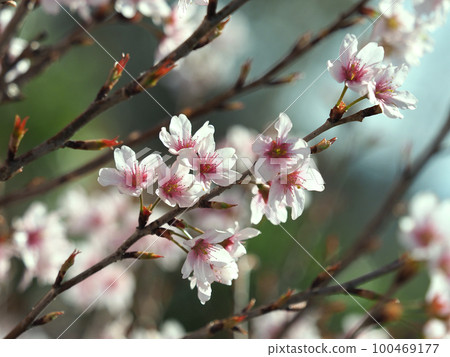 almond flower 100469177