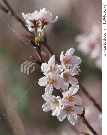 almond flower 100469178