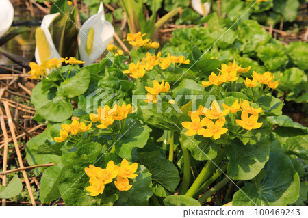 水邊黃花 Ezo no Ryukinka 100469243