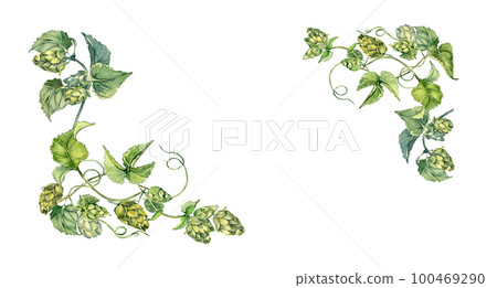 Frame of hop vine, plant humulus watercolor illustration isolated on white background. 100469290