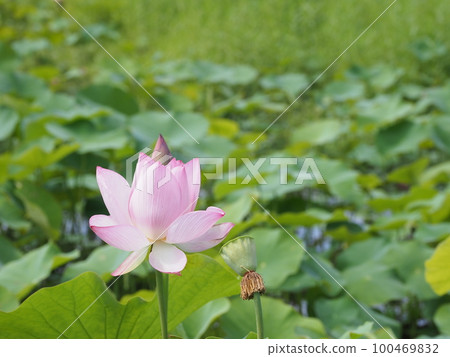 Lotus pond Lotus pond 100469832