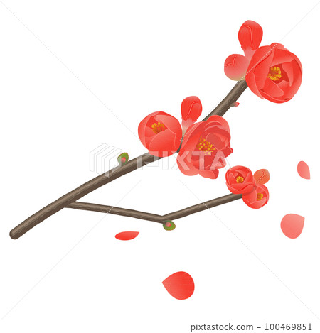 Mokko (bokeh) flowers, branches with buds, and petals 100469851