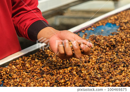 Drying coffee beans under sunlight. The natural drying of the coffee beans by the honey process, removed bulb and remaining sweet for dry. Dried arabica coffee beans in hand. Selective focus. Drying coffee beans under sunlight. The natural drying of the coffee beans by the honey process, removed bulb and remaining sweet for dry. Dried arabica coffee beans in hand. Selective focus. 100469875