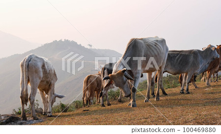 Herd of cows in summer meadow on mountain background. Herd of white and brown cows grazing on an autumn morning in a mountain pasture. 100469880