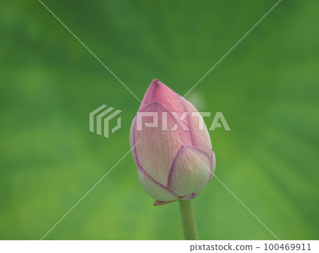 蓮花的芽 100469911