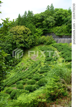 Fushihai tea plantation 100470030