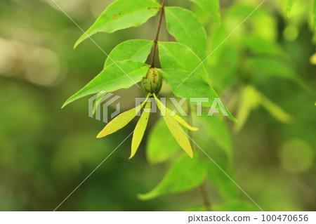 Tsukumune fruit 100470656