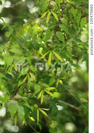 Tsukumune fruit 100470660