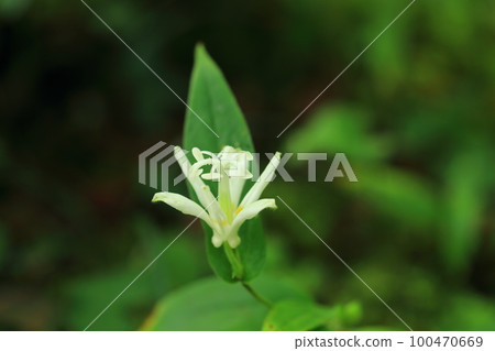 White Hottogisu White Hottogisu 100470669