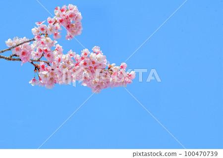 Cherry blossom blooming image Cherry blossom blooming image 100470739