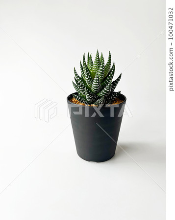 多肉植物十二塔01 多肉植物十二塔01 100471032
