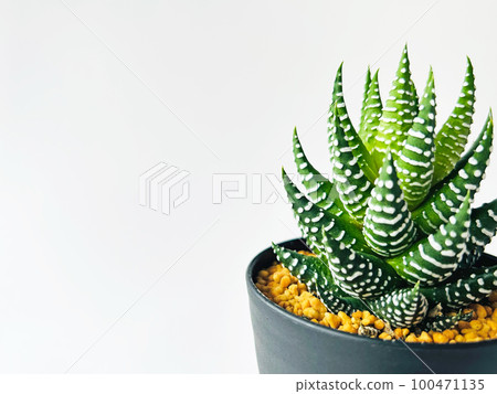 多肉植物十二塔03 多肉植物十二塔03 100471135