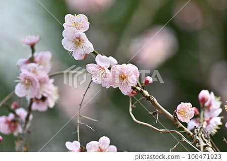 Ume (Japanese apricot) 100471923