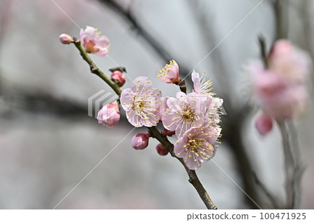 Ume (Japanese apricot) 100471925