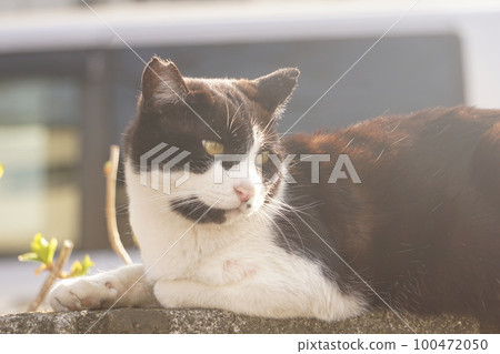Cat Cat 100472050