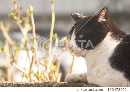 Cat Cat 100472051