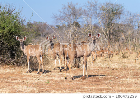 Kudu in Chobe national park Kudu in Chobe national park 100472259