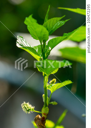 The fruit of black mulberry - mulberry tree. The fruit of black mulberry - mulberry tree. 100472295