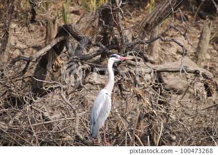 Gray heron early spring early March 100473268