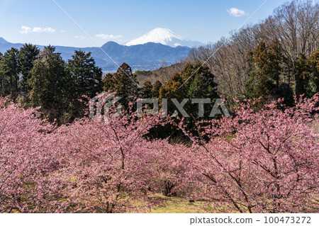 Early-blooming cherry blossoms at Oi Yumenosato, Oi Town, Kanagawa Prefecture Early-blooming cherry blossoms at Oi Yumenosato, Oi Town, Kanagawa Prefecture 100473272