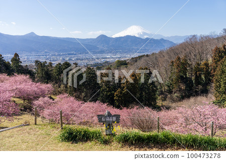 神奈川縣大井町大井夢之裡早開的櫻花 100473278
