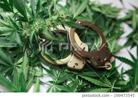 Handcuffs lying on leaves and buds of marijuana closeup Handcuffs lying on leaves and buds of marijuana closeup 100473545