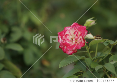 Arao City Ominous Citizen Flower Bed Rose Flower, Arao City Ominous Citizen Flower Bed Rose Flower, 100473877