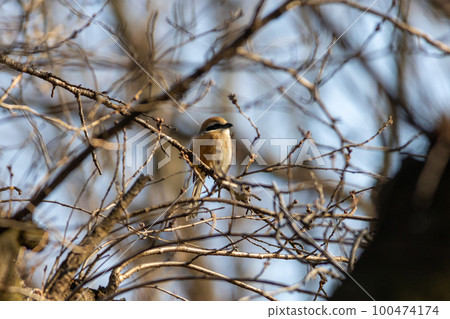觀鳥伯勞 100474174