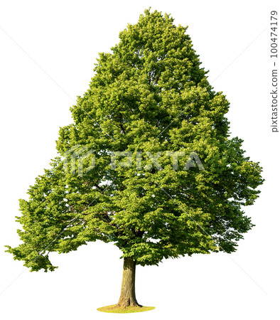 Beautiful Large Green Tree Isolated on White Background 100474179