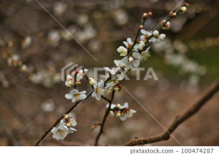 Ichijodani Asakura Clan Ruins-Nishiyama Koshoji Temple Stone Buddhas 100474287