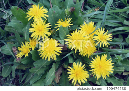 Dandelion 100474288