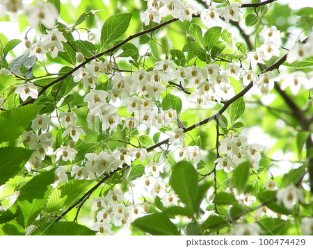 White flowers that shine in the sunlight Flowers (May) Styrax 04H4.3 100474429