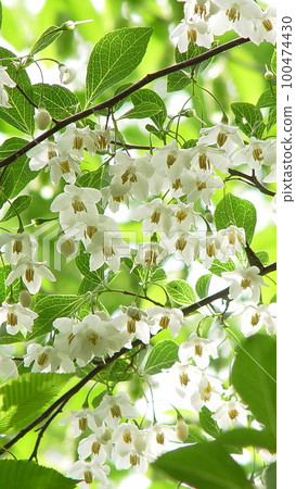 White flowers shining in the sunlight Flower (May) Styrax 04V9.16 100474430